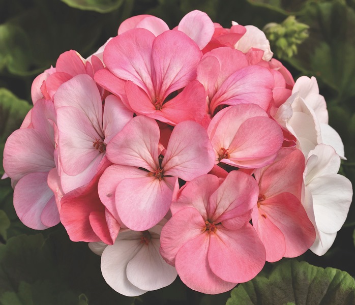 Breeders Seeds Ltd Annual Seeds Geranium Pinto Premium F1