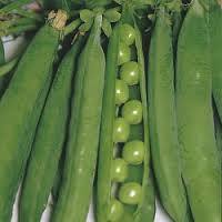 is a cucumber a fruit are peas a fruit is a cucumber a fruit are peas a fruit