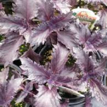 Basil (Ocimum basilicum)  Purple Ruffles (Item ID:7155)