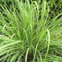 Lemon Grass (Cymbopogon flexousus) (Item ID:16158)