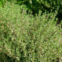 Thyme (Thymus vulgaris) (Item ID:14447)