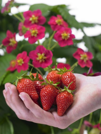 Strawberry Toscana