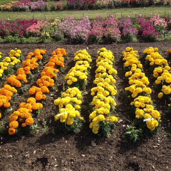 Marigold Cheerleader