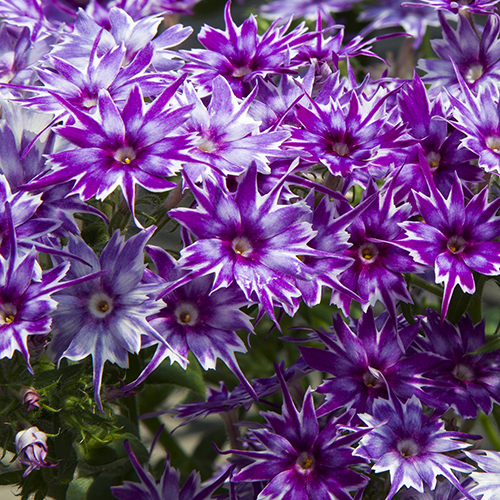 Breeders Seeds Ltd - Annual Seeds - Phlox - Popstars