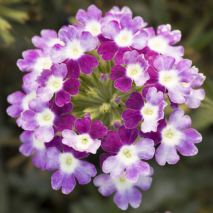 Breeders Seeds Ltd Annual Seeds Verbena Obsession Cascade
