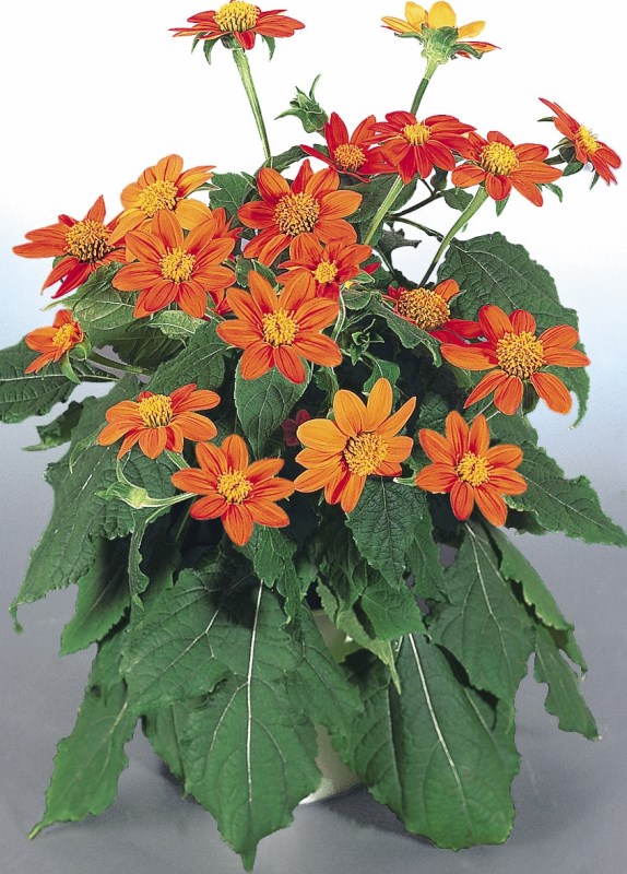 Breeders Seeds Ltd - Annual Seeds - Tithonia - Fiesta del Sol