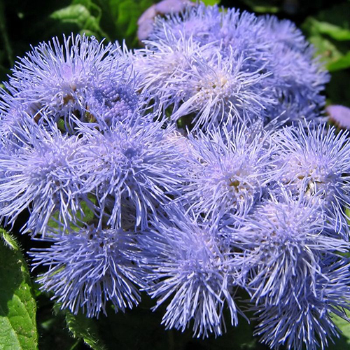 Breeders Seeds Ltd Annual Seeds Ageratum Blue Mink