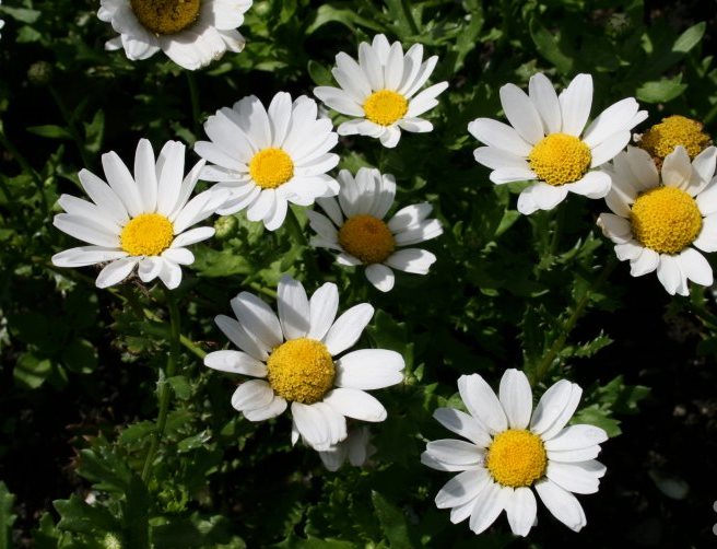 Breeders Seeds Ltd Annual Seeds Chrysanthemum Snowland