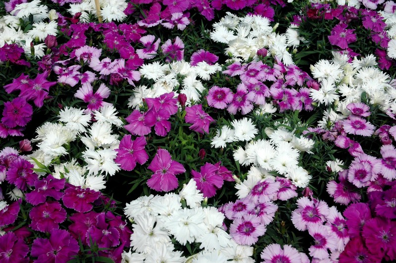 Гвоздика Dianthus Diana Mix