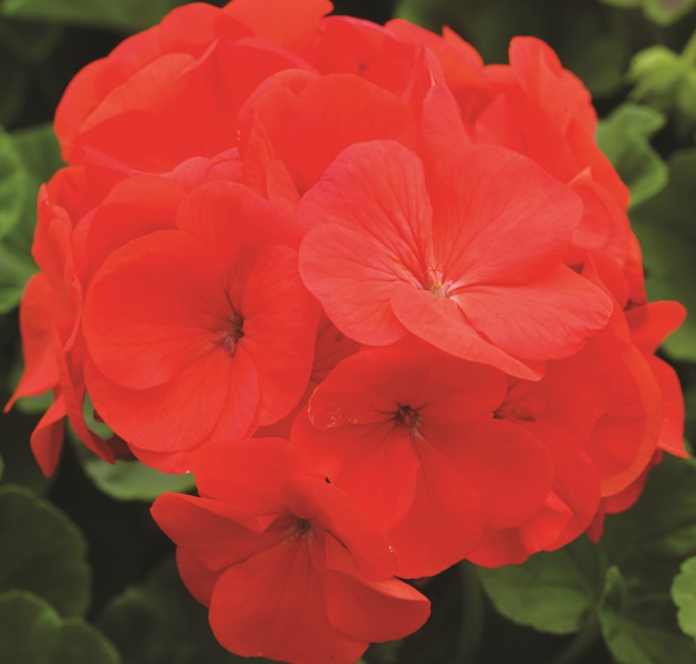 Breeders Seeds Ltd Annual Seeds Geranium Pinto Premium F1