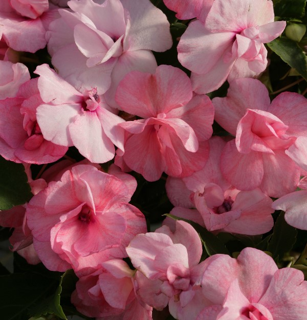 Breeders Seeds Ltd Annual Seeds Impatiens Athena F1 (Double