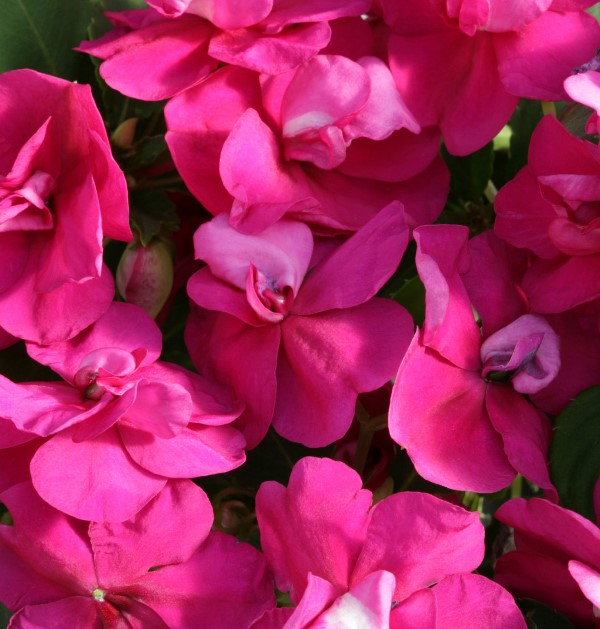 Breeders Seeds Ltd Annual Seeds Impatiens Athena F1 (Double