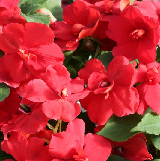 Breeders Seeds Ltd Annual Seeds Impatiens Athena F1 (Double