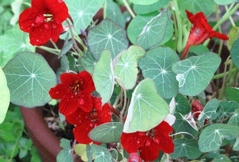 Breeders Seeds Ltd Annual Seeds Nasturtium Empress of India