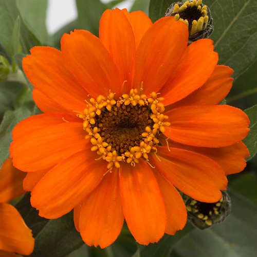 Breeders Seeds Ltd Annual Seeds Zinnia Profusion