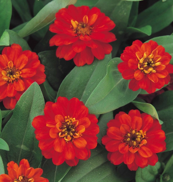 Breeders Seeds Ltd Annual Seeds Zinnia Profusion Double