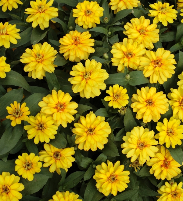 Breeders Seeds Ltd Annual Seeds Zinnia Profusion Double