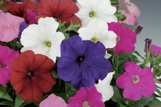 Breeders Seeds Ltd Annual Seeds Petunia Multiflora