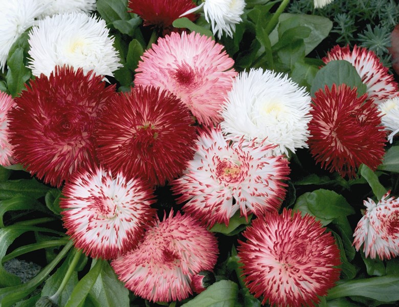 Breeders Seeds Ltd Biennial Seeds Bellis Habanera