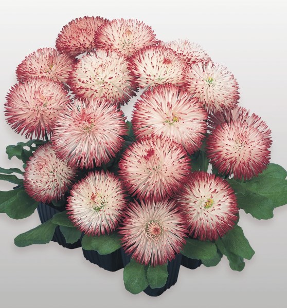 Breeders Seeds Ltd Biennial Seeds Bellis Habanera