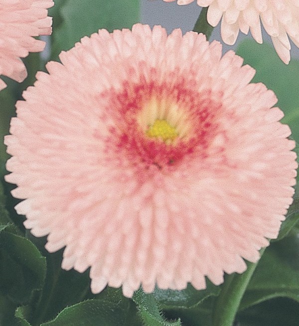 Breeders Seeds Ltd Biennial Seeds Bellis Tasso