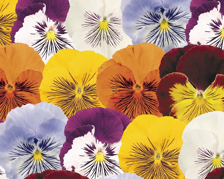 Breeders Seeds Ltd Biennial Seeds Pansy Cats & Cats Plus