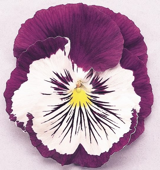 Breeders Seeds Ltd Biennial Seeds Pansy Cats & Cats Plus