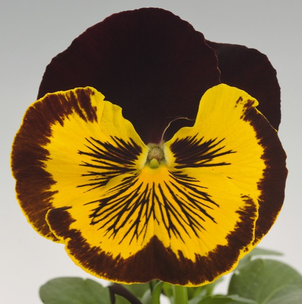 Breeders Seeds Ltd Biennial Seeds Pansy Cats & Cats Plus