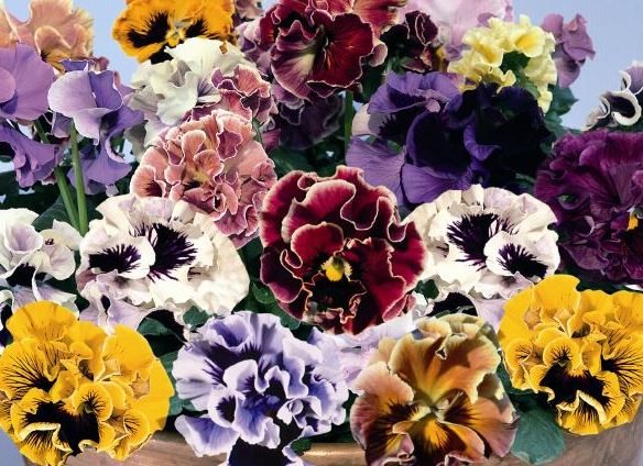 Breeders Seeds Ltd Biennial Seeds Pansy Flamenco F1