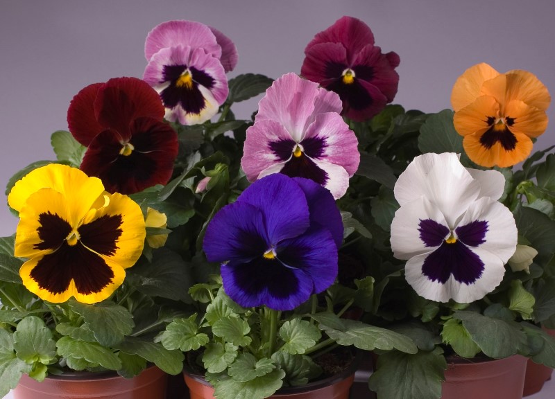 Breeders Seeds Ltd Biennial Seeds Pansy Trumpet S1