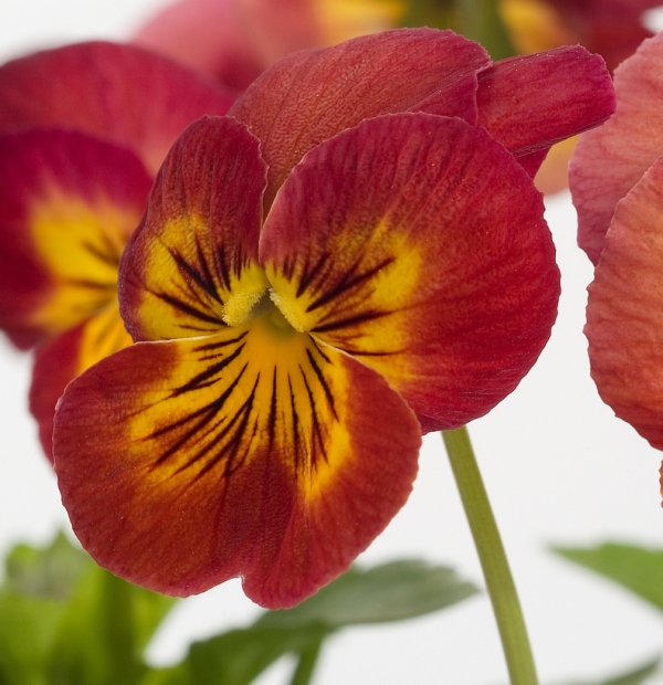 Breeders Seeds Ltd Biennial Seeds Pansy Ultima F1 Series