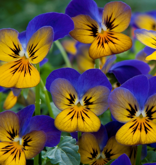 Breeders Seeds Ltd Biennial Seeds Viola Floral Power F1