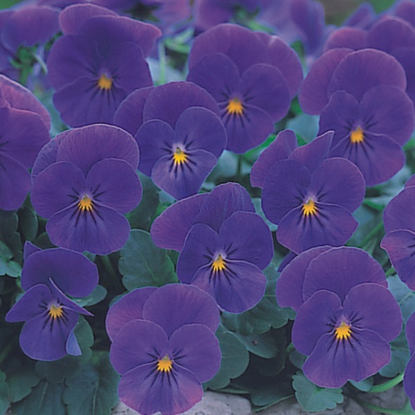 Breeders Seeds Ltd Biennial Seeds Viola Four Seasons F1