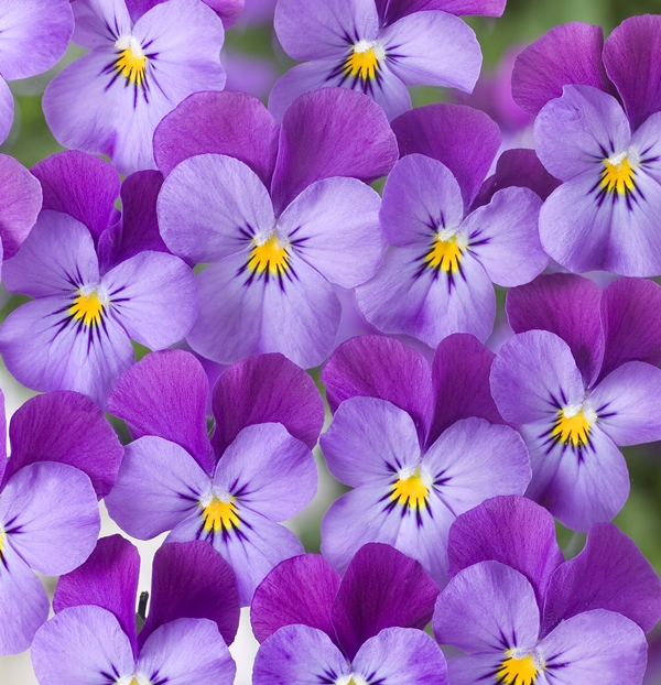 Breeders Seeds Ltd Biennial Seeds Viola Four Seasons F1