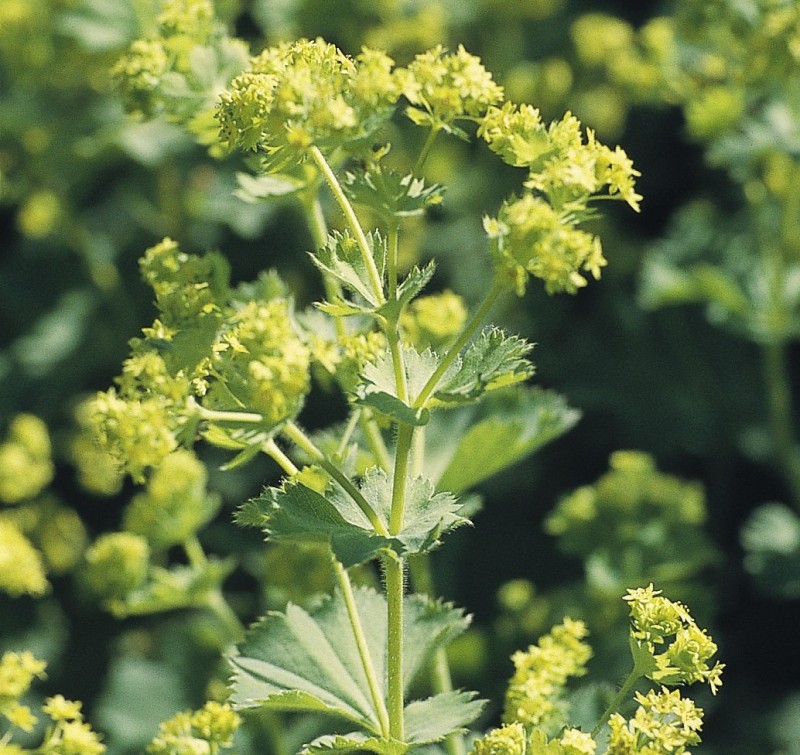 Манжетка Alchemilla mollis Robustica