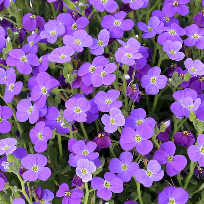 Breeders Seeds Ltd - Perennials - Aubrieta - Audrey F1