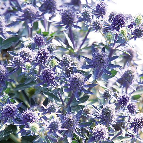 Breeders Seeds Ltd Perennials Eryngium Blue Hobbit