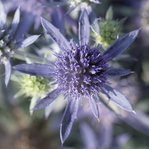 Breeders Seeds Ltd Perennials Eryngium Blue Hobbit
