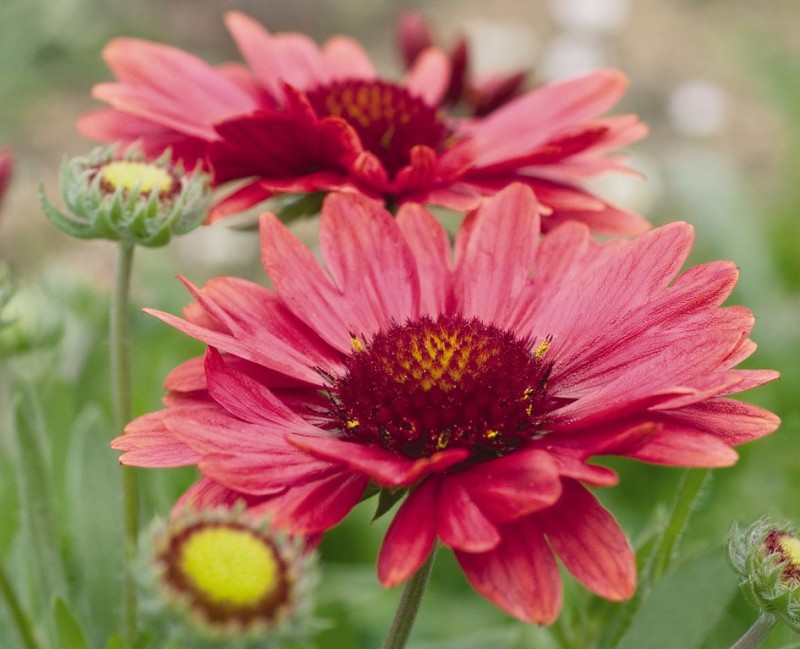 Breeders Seeds Ltd Perennials Gaillardia Arizona