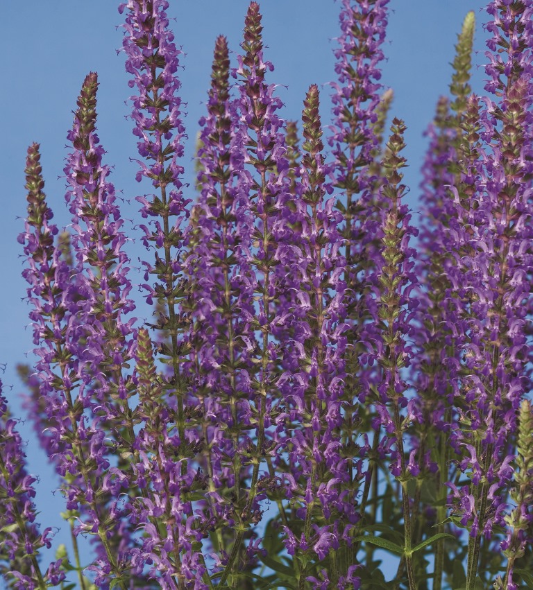 Breeders Seeds Ltd Perennials Salvia Merleau