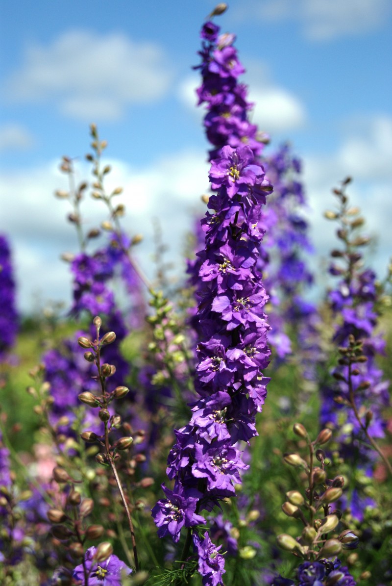 Breeders Seeds Ltd Climbers & Cut Flowers Delphinium Larkspur