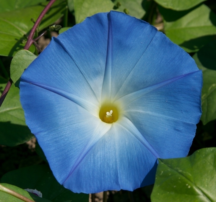 Breeders Seeds Ltd Climbers & Cut Flowers Ipomoea