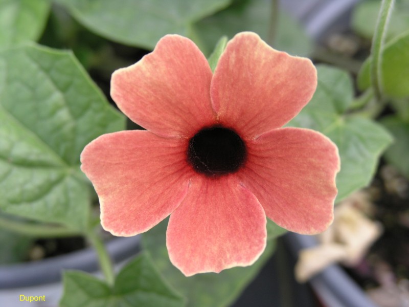 Breeders Seeds Ltd Climbers & Cut Flowers Thunbergia