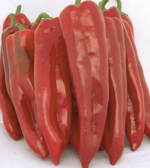 Breeders Seeds Ltd Vegetables & Fruit Pepper Diablo