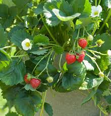 Strawberry Elan F1    100 seeds 