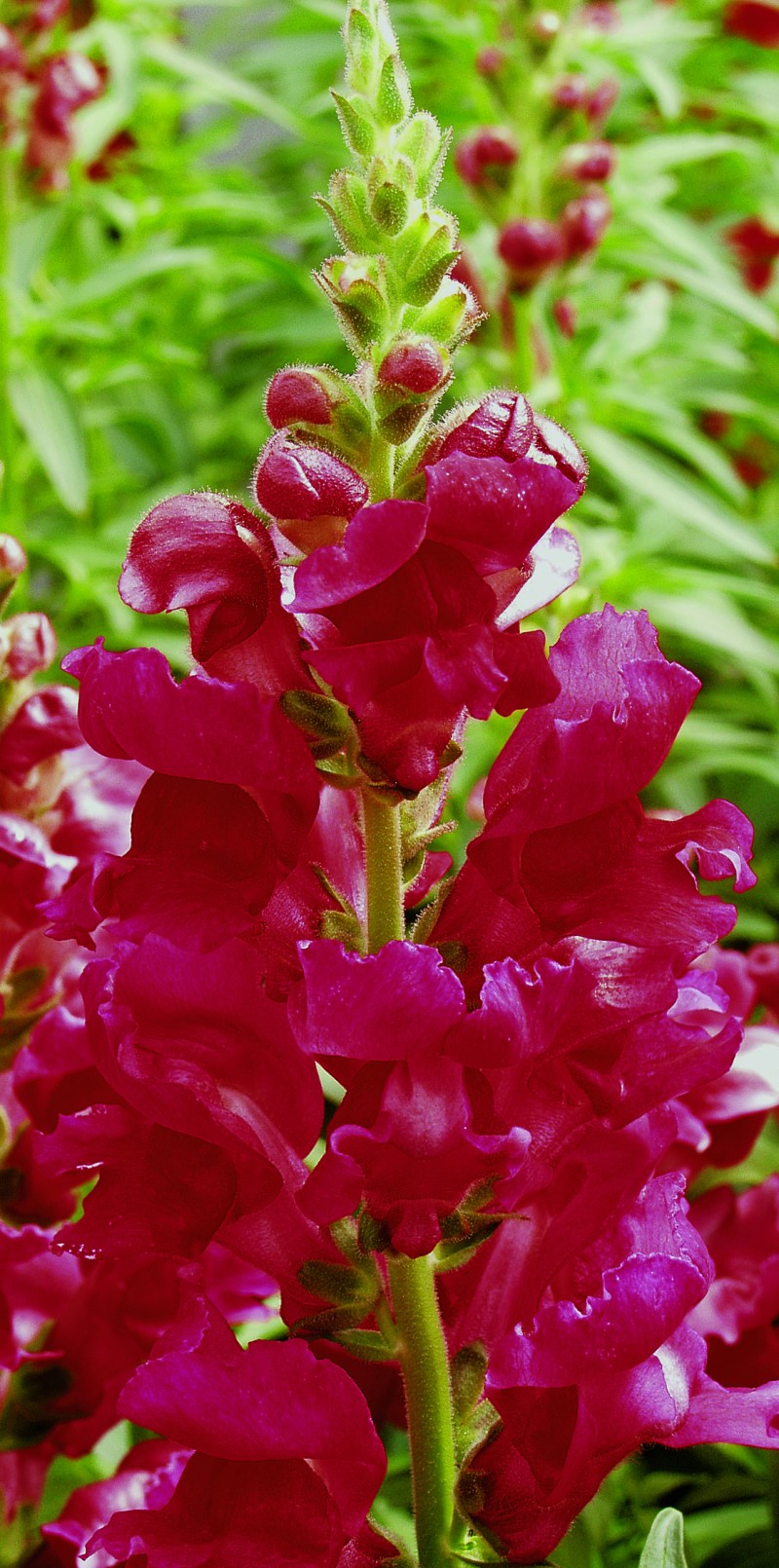Breeders Seeds Ltd Annual Seeds Antirrhinum Liberty Classic