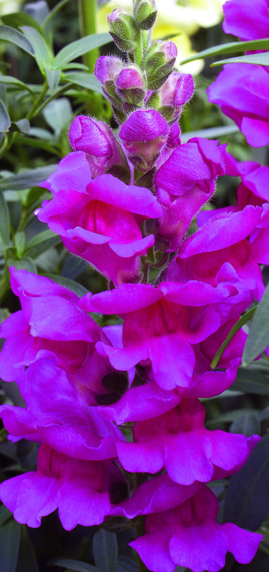 Breeders Seeds Ltd Annual Seeds Antirrhinum Liberty Classic