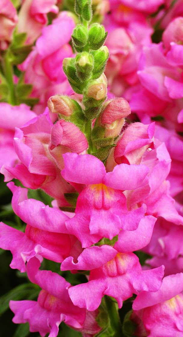 Breeders Seeds Ltd Annual Seeds Antirrhinum Liberty Classic