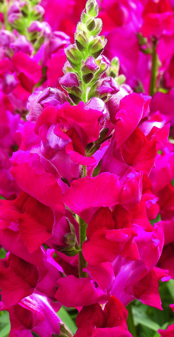 Breeders Seeds Ltd Annual Seeds Antirrhinum Liberty Classic