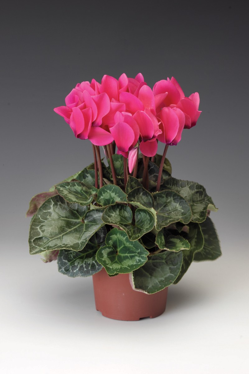 Breeders Seeds Ltd Pot Plants Cyclamen Perfetto F1